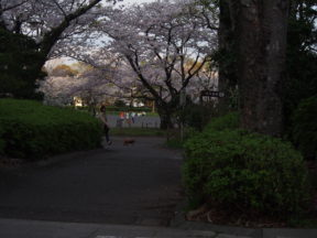 from OLYMPUS 4/3rds camera in Johoku Park in Shizuoka, Japan 