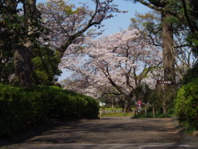 from OLYMPUS 4/3rds camera in Johoku Park in Shizuoka, Japan 